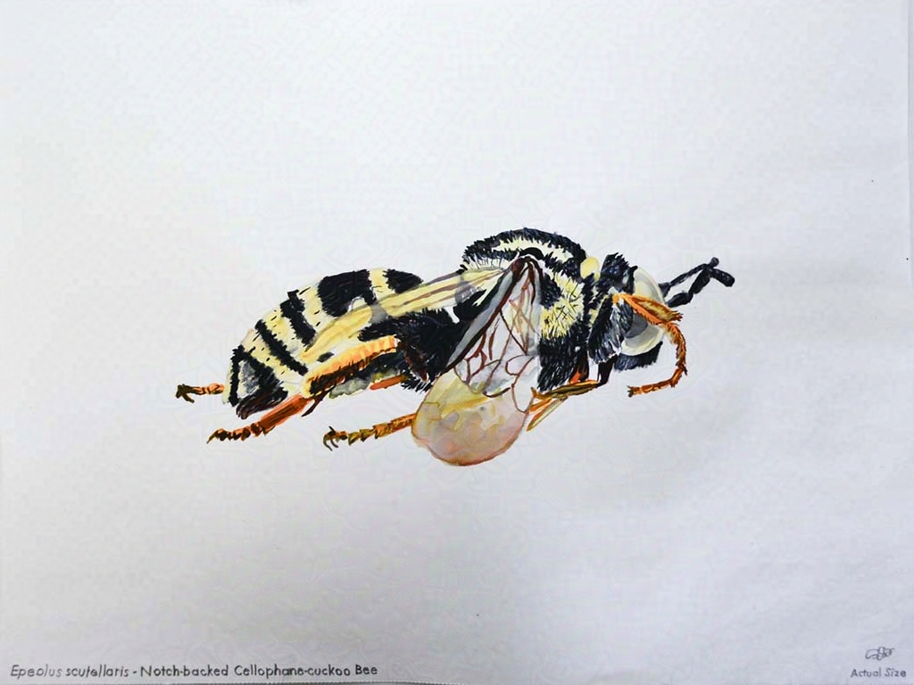 bee speciment